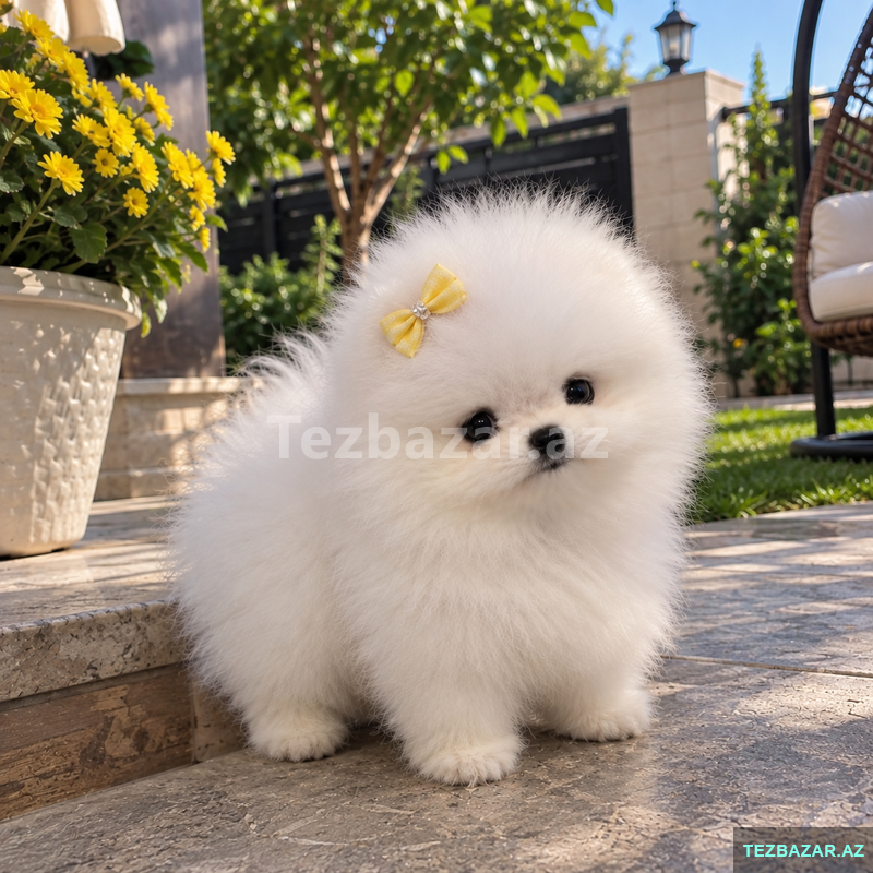 Mini pomerian Spitz Mini pomerian Spitz