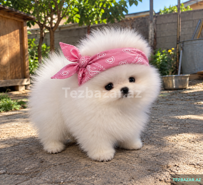 Mini pomerian Spitz baladir Mini pomerian Spitz baladir