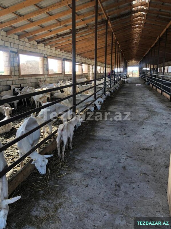 Fermа satılır İmişlidə Fermа satılır İmişlidə