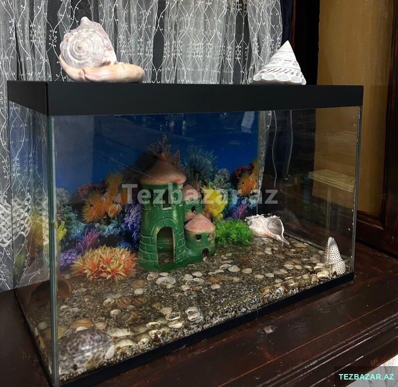 Akvariym satisi Akvariym satisi