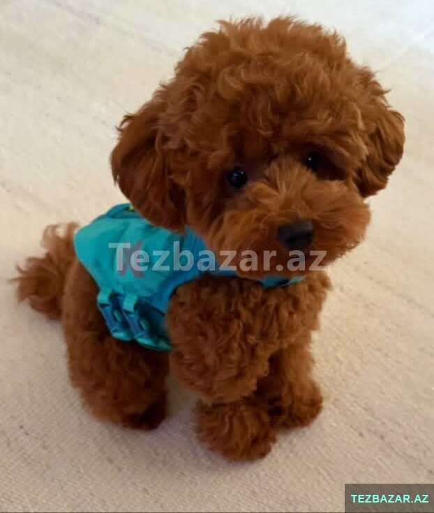 Toy pudeldi mindi Toy pudeldi mindi