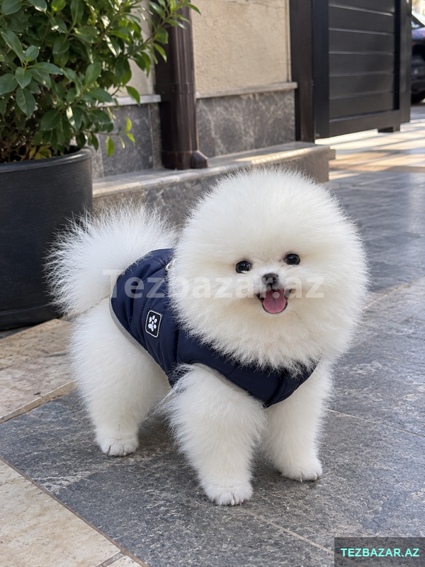 Pomerian Spitz 2 ay Pomerian Spitz 2 ay