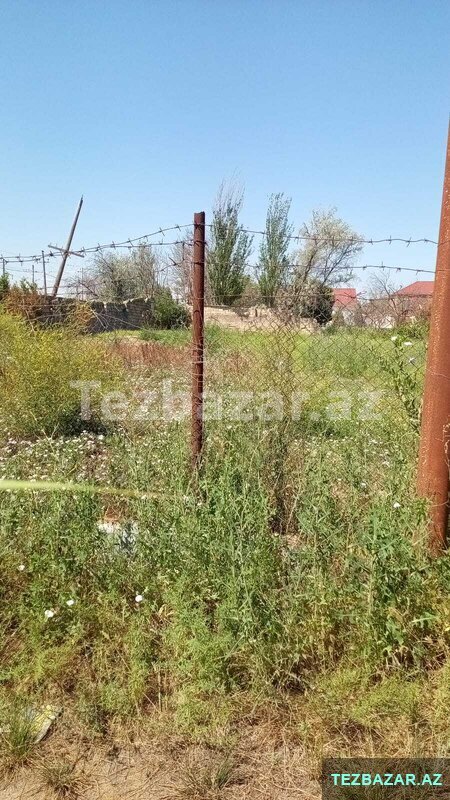 Pirşağı bağları Pirşağı bağları